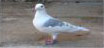 lost bird